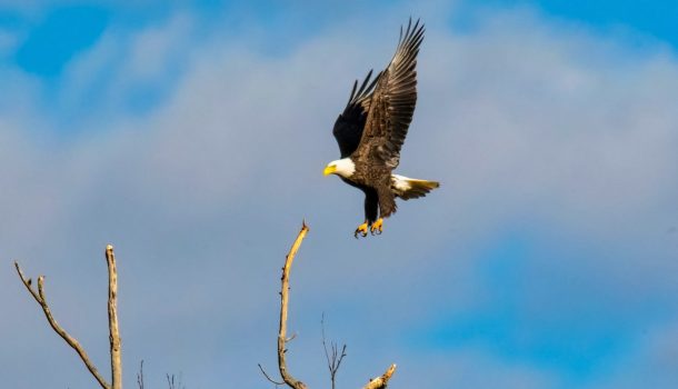 WI DNR LOOKING FOR PERSON WHO KILLED EAGLES