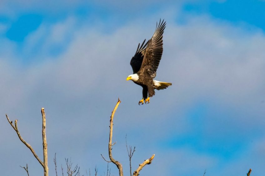 WI State Trooper Saves Eagle