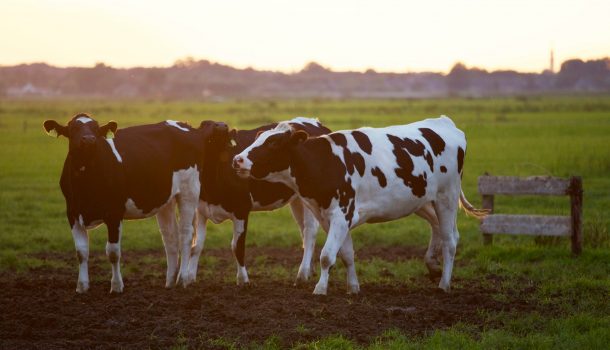 AMERICA’S DAIRY LAND BEING MILKED FINANCIALLY