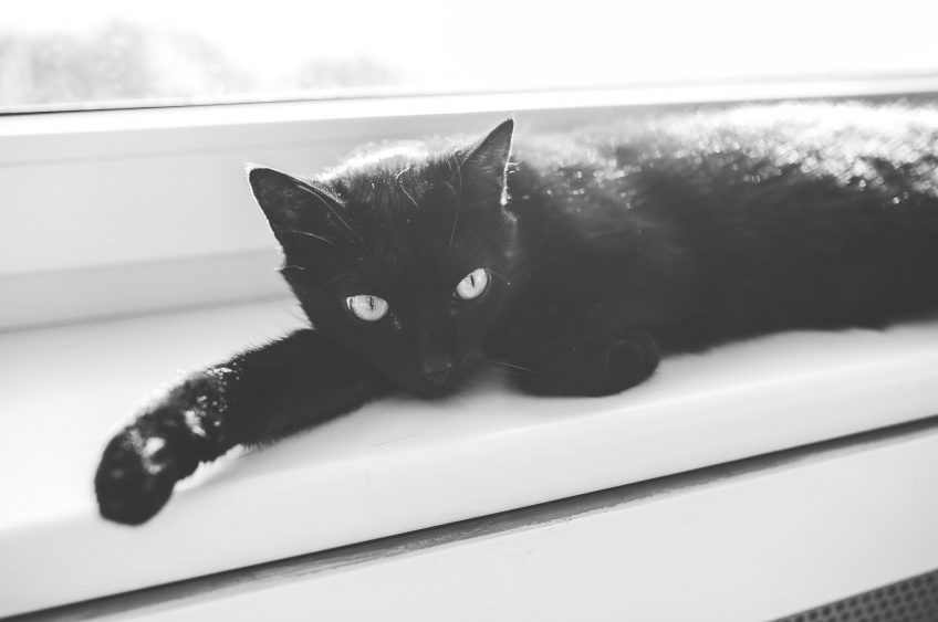 Committee Considers Cats, Feline Fines