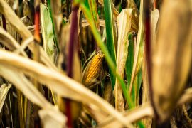 U.S. Dept. of Ag to Release Crop Production Updates