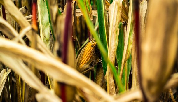 USDA Extends Help to WI Farmers