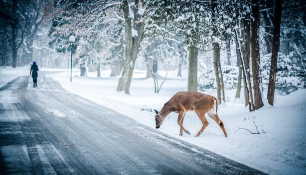 OH, DEER! WI LEADS IN CWD CASES