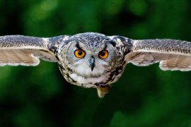 Missing Owl Returns to Baraboo Zoo