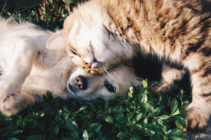 Shop for PAWSitive Causes! Community Rummage & Bake Sale to Benefit DCHS