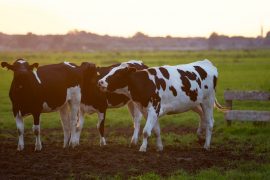 WI DAIRY INDUSTRY TAKES ANOTHER HIT