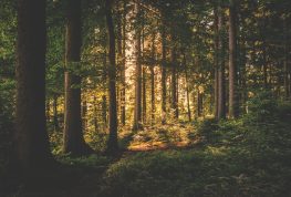 New Plates for County Forests Association