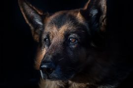 Calendar Honors NYPD K-9s