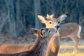 HUNTERS “DOE”NATE TO FOOD BANKS