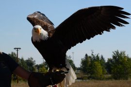 VETERANS CAN SOAR INTO EAGLE CENTER FOR FREE