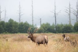 WI Plans for Elk Hunt