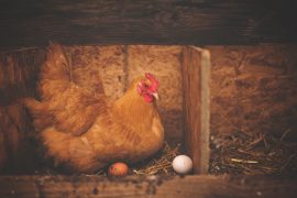 PETS THAT CLUCK, POT FOR A BUCK, AND MORE…