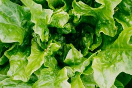 “Lettuce” Tell You About a Salad Recall