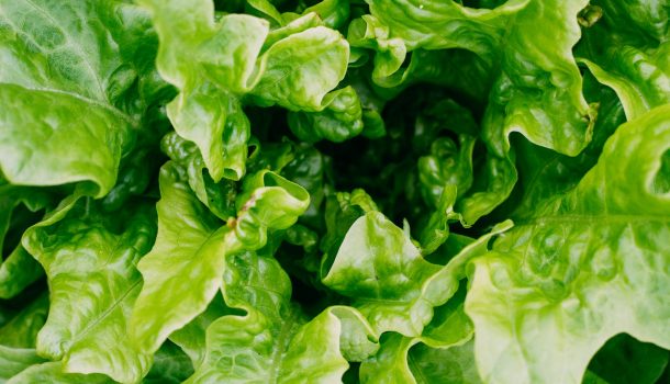 Lettuce Recall Affects WI