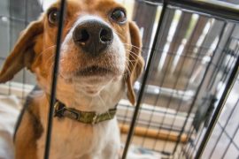 New Plan Levels Up Animal Abuse Charges