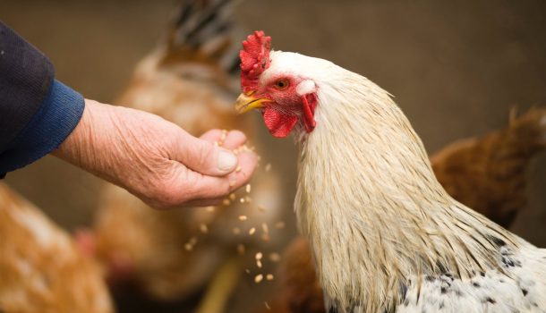 Ruffled Feathers? Marshfield Looks for Public Input on Backyard Chickens