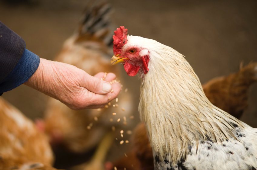 Poultry Shows, Events Suspended in Select WI Counties