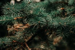 Capitol Tree Celebrates Parks