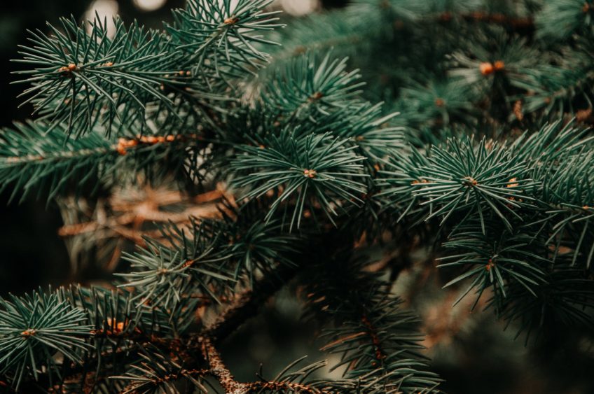 Capitol Tree Celebrates Parks