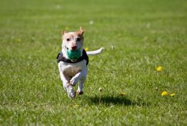 Dog Park Temporarily Closed