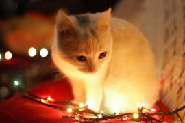 BBB SCRATCHES SURFACE OF HOLIDAY PET SCAMS