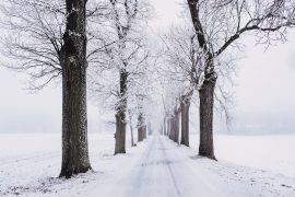 JACK FROST CAMPS OUT IN OUR AREA