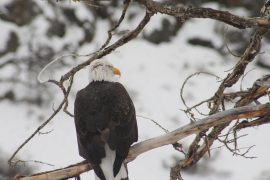 WI Trooper Protects Injured Eagle