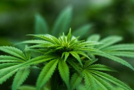 MEDICAL MARIJUANA BILL ROLLS ON