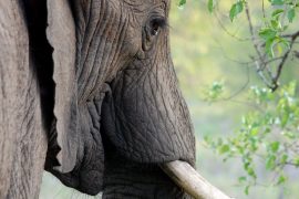 DESIGN FLAWS TRIGGER JUMBO LAWSUIT AT ELEPHANT EXHIBIT