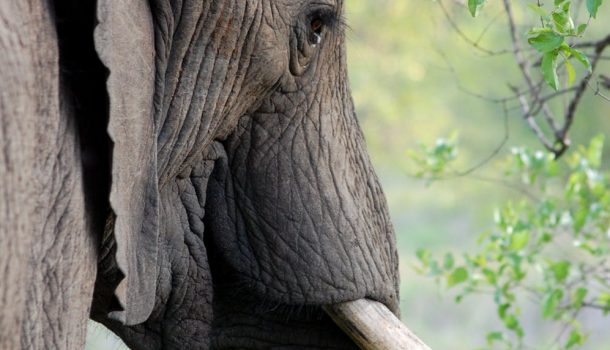 DESIGN FLAWS TRIGGER JUMBO LAWSUIT AT ELEPHANT EXHIBIT