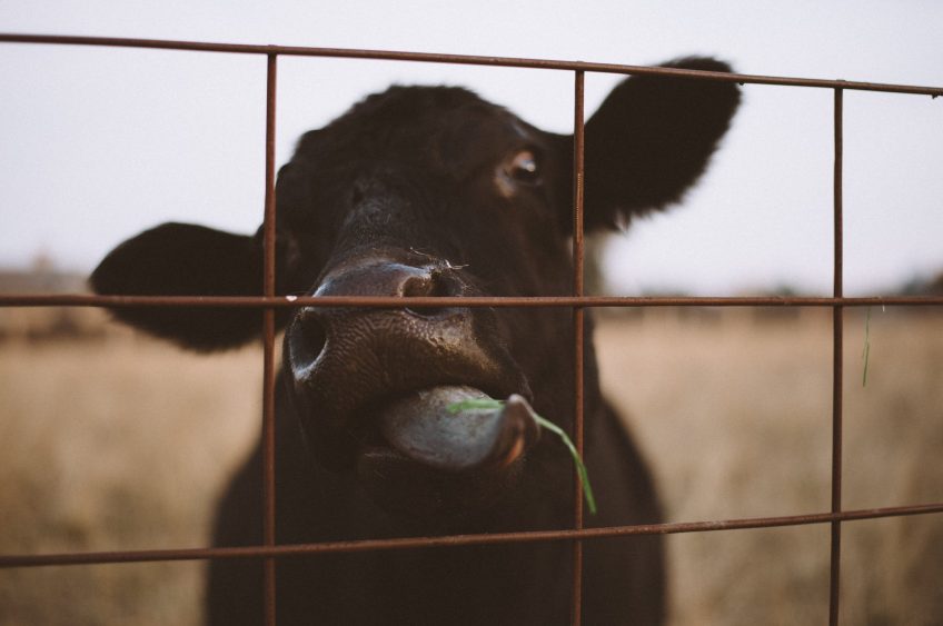 DATCP Issues Public Health Alert for Holmen Locker & Meat Market 