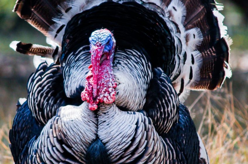Turkey Harvest Plumps Up in WI