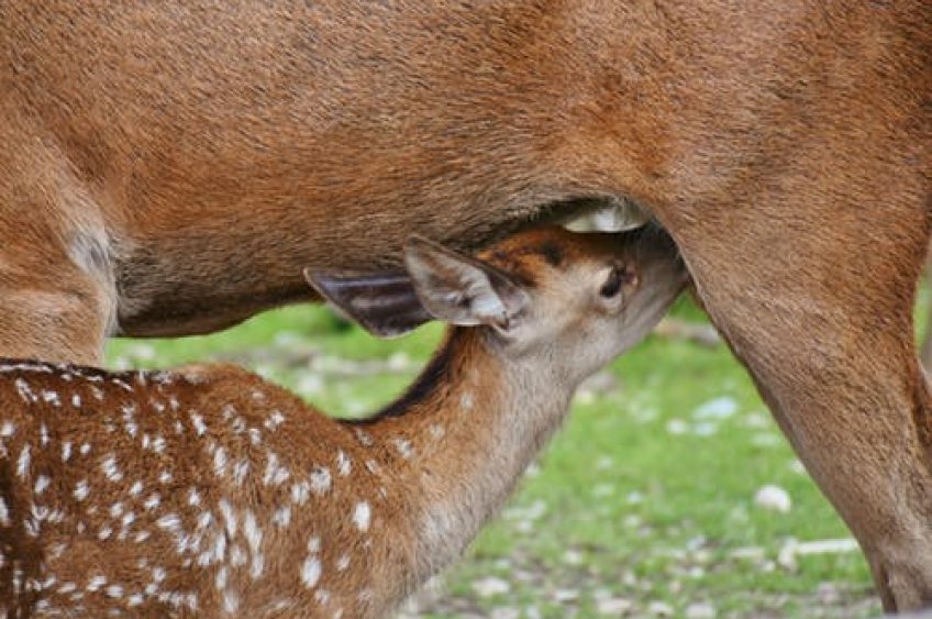 DATCAP Confirms CWD in Rock Co. Deer