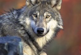 Reps. Tom Tiffany and Lauren Boebert Reintroduce Legislation to Delist the Gray Wolf from the Endangered Species List