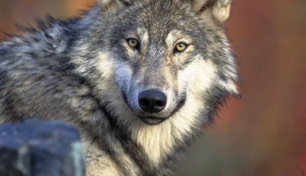 Gray Wolf Removed from Endangered Species List