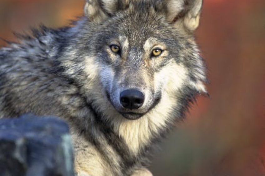 Reps. Tom Tiffany and Lauren Boebert Reintroduce Legislation to Delist the Gray Wolf from the Endangered Species List