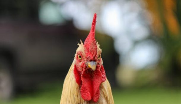 State Department of Ag. Lays Out Chicken Warning