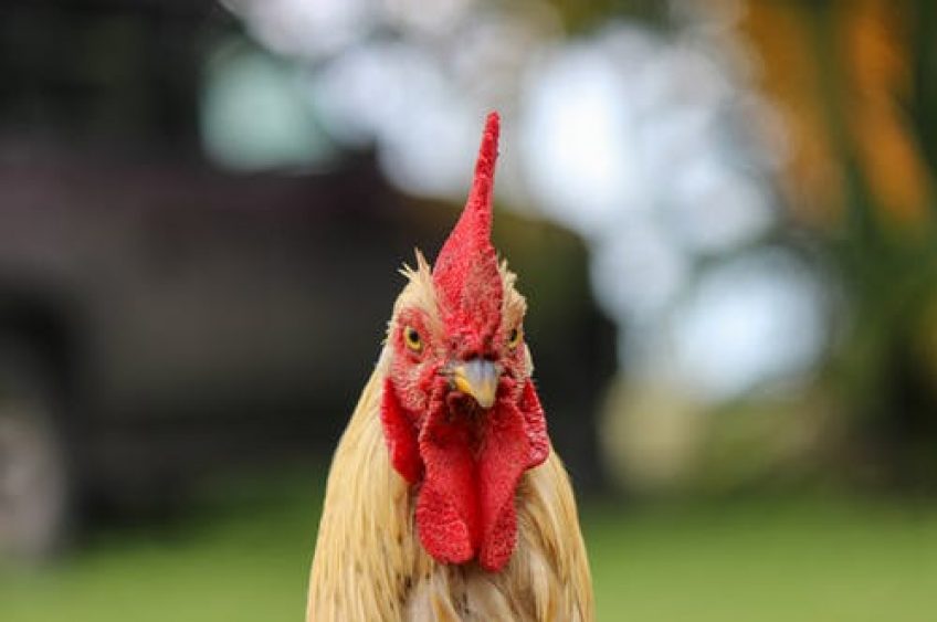 Chickens on Campus