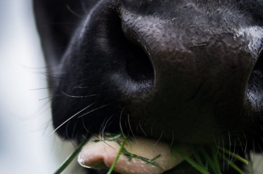 2025 Dairy Farmers of Wisconsin Election Results Announced