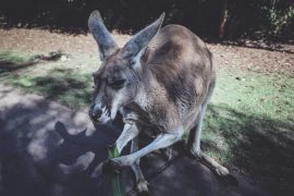 POLICE “HOP” INTO ACTION FOR KANGAROO SIGHTING