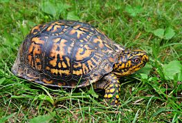 Quick Reminder About Turtle Time