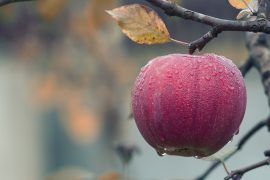 CRUNCH TIME FOR APPLE ORCHARDS
