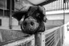 Eau Claire Co. Fair Continues