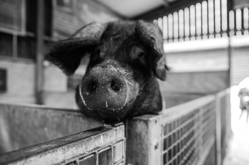Eau Claire Co. Fair Continues