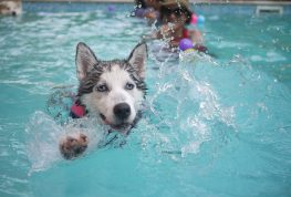 Hot Diggity Dog! Doggie Swim Fest Set to Make a Splash