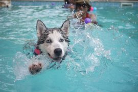Time To Doggy Paddle at Fairfax Pool
