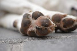 HUNDREDS PROTEST DOG MEDICAL TESTING