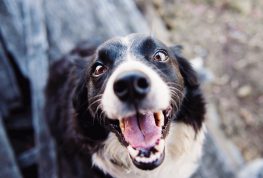 WI Suits Up for Puppy Bowl, Local Animals Wait to Become Pets