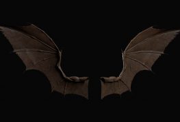 Rabid Bat Found in Eau Claire