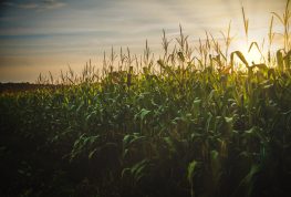 Romanski Becomes President of Midwestern Association of State Departments of Agriculture